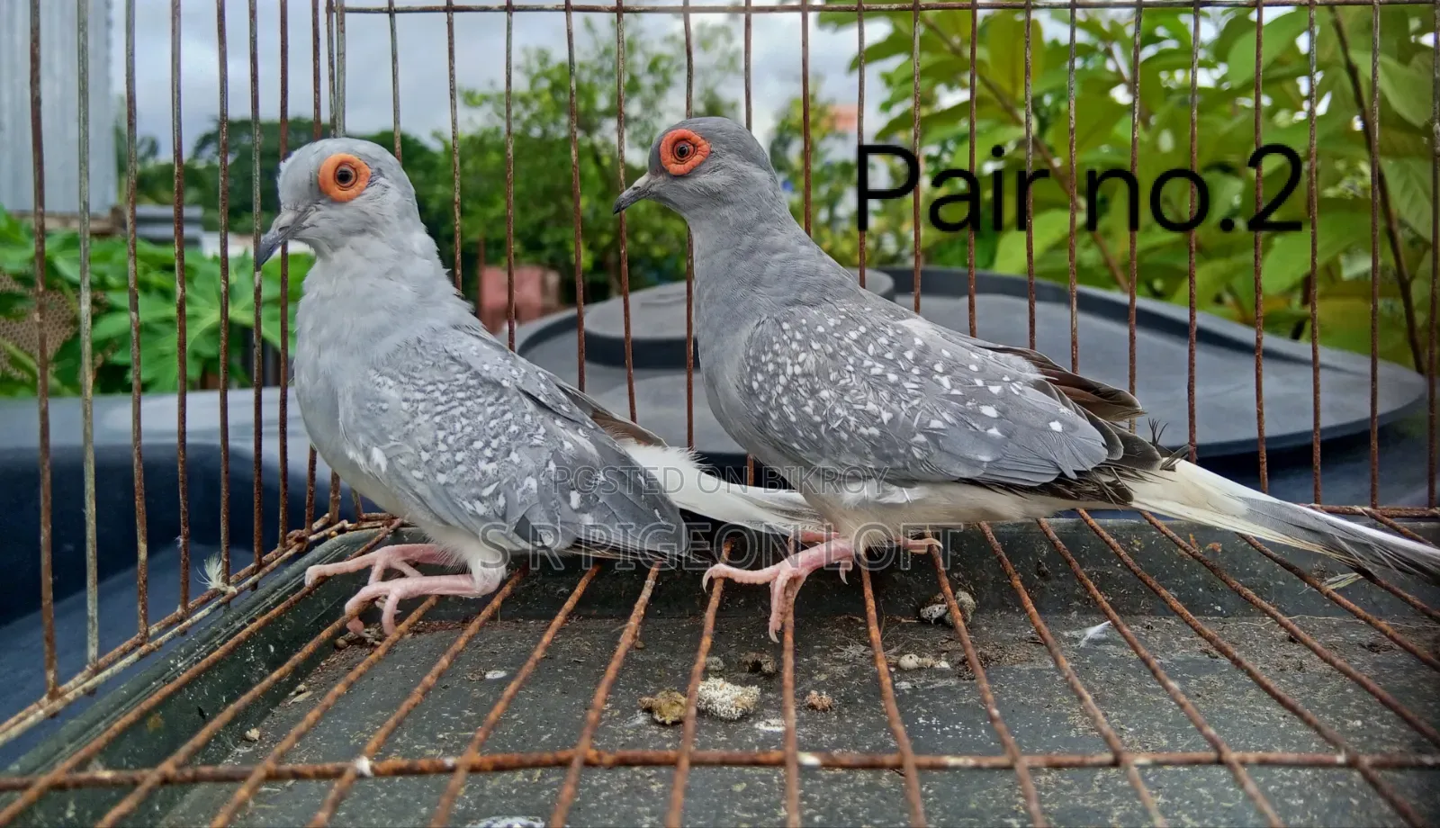 Silver Diamond Dove