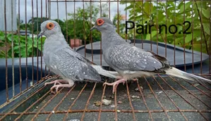 Silver Diamond Dove