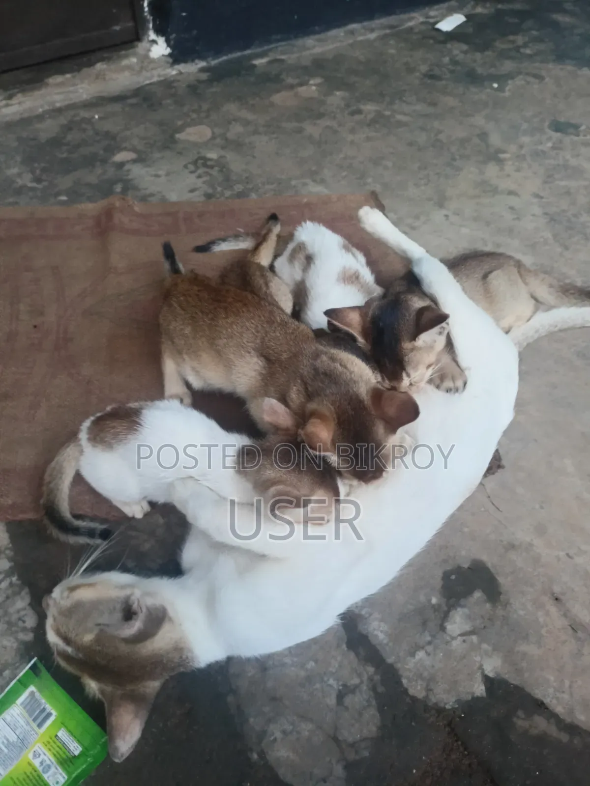 1-3 Months Male Mixed Breed Bengal Cat