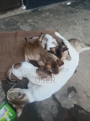 1-3 Months Male Mixed Breed Bengal Cat