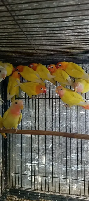 ইয়েলো ফিশার আর রেড হেট অফলাইন লাভ বার্ড