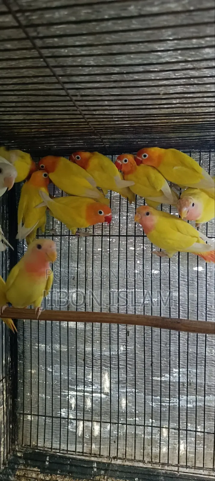 ইয়েলো ফিশার আর রেড হেট অফলাইন লাভ বার্ড