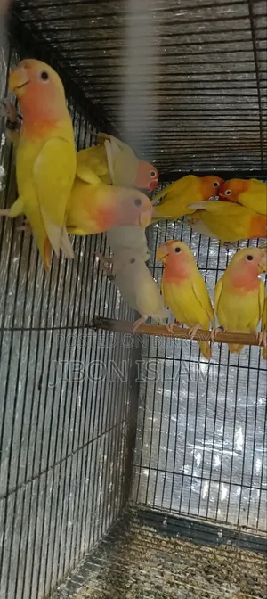ইয়েলো ফিশার আর রেড হেট অফলাইন লাভ বার্ড