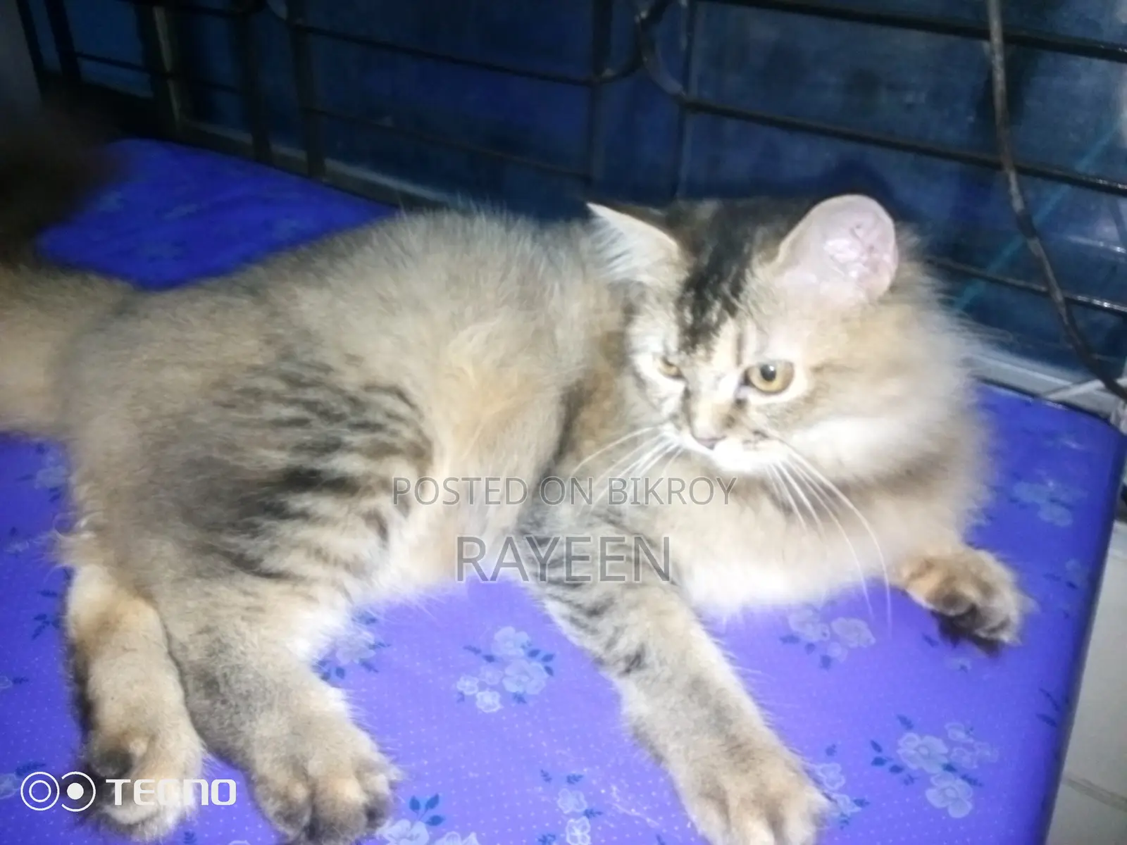 ৬-১২ মাসের স্ত্রী বিশুদ্ধ জাতের পার্সিয়ান