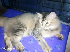 ৬-১২ মাসের স্ত্রী বিশুদ্ধ জাতের পার্সিয়ান
