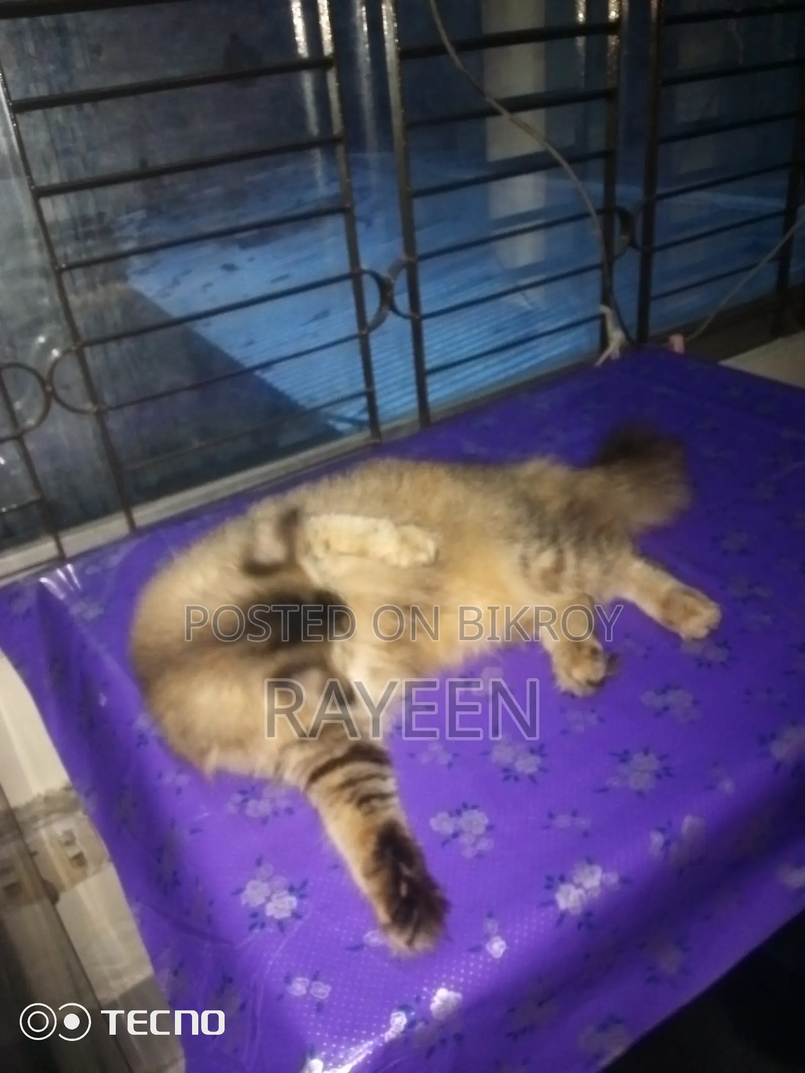 ৬-১২ মাসের স্ত্রী বিশুদ্ধ জাতের পার্সিয়ান