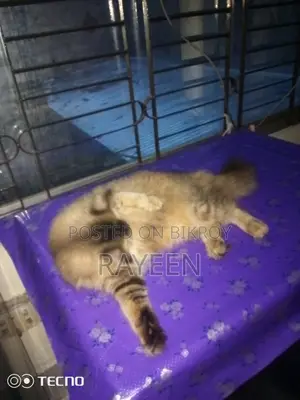 ৬-১২ মাসের স্ত্রী বিশুদ্ধ জাতের পার্সিয়ান
