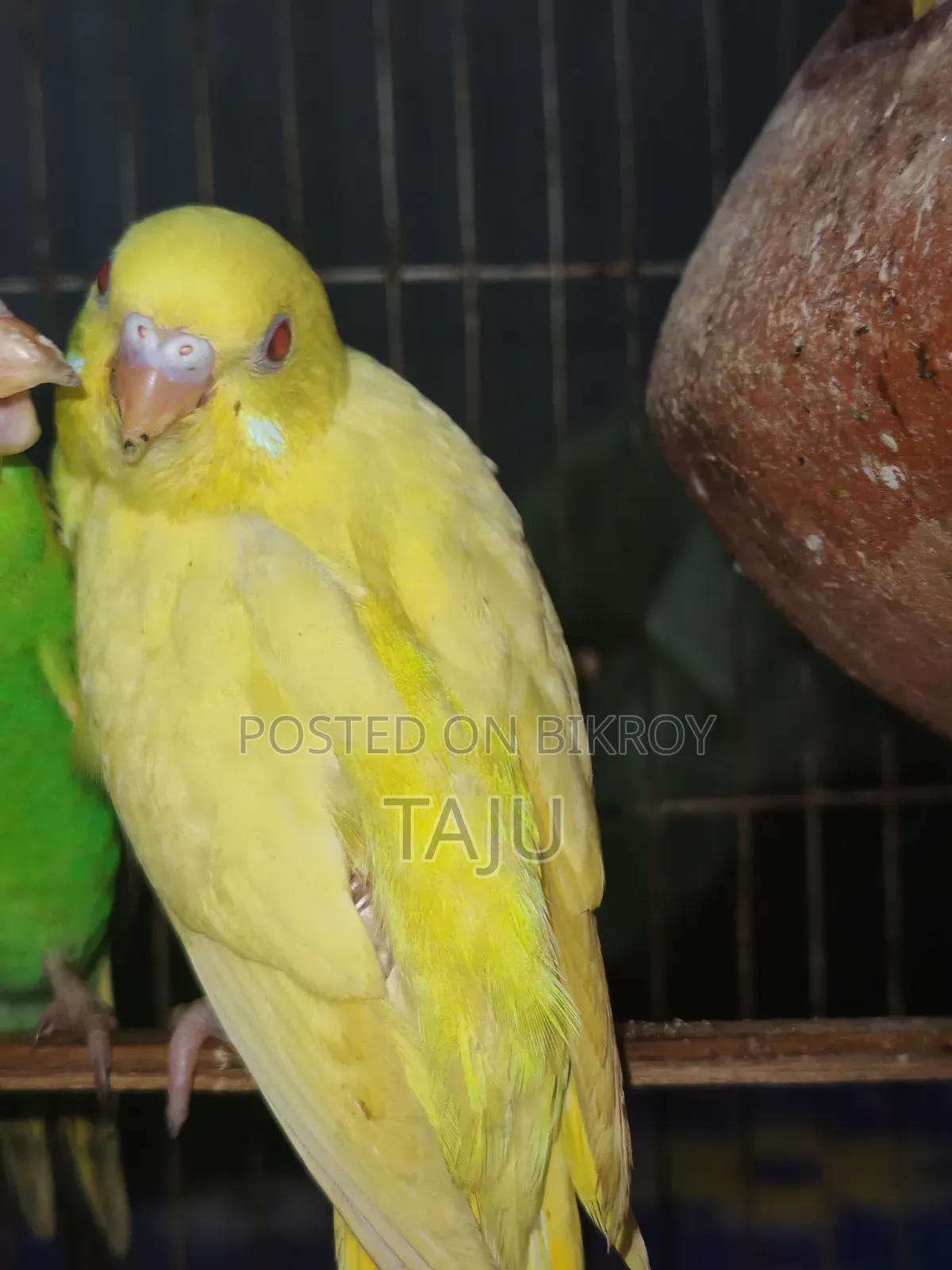Budgerigar Bird