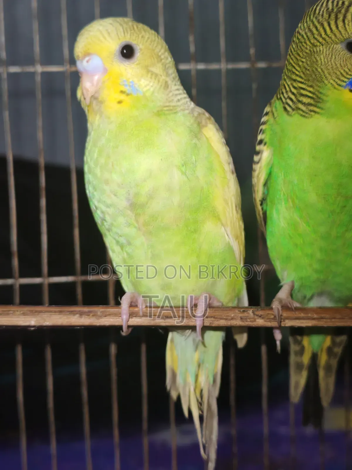 Budgerigar Bird