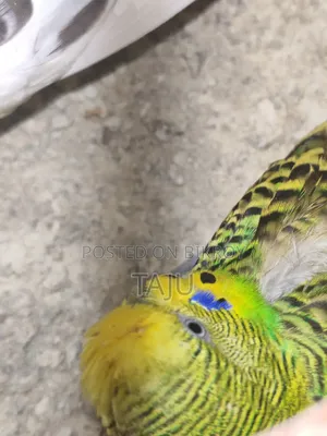 Budgerigar Bird