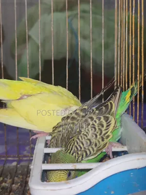 Budgerigar Bird
