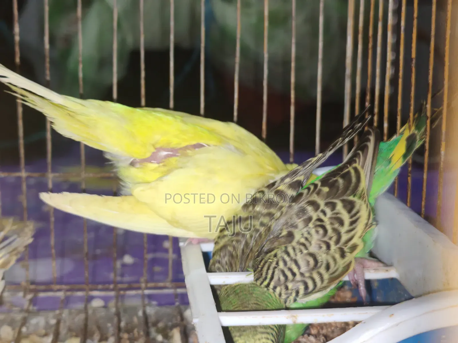 Budgerigar Bird