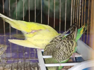 Budgerigar Bird