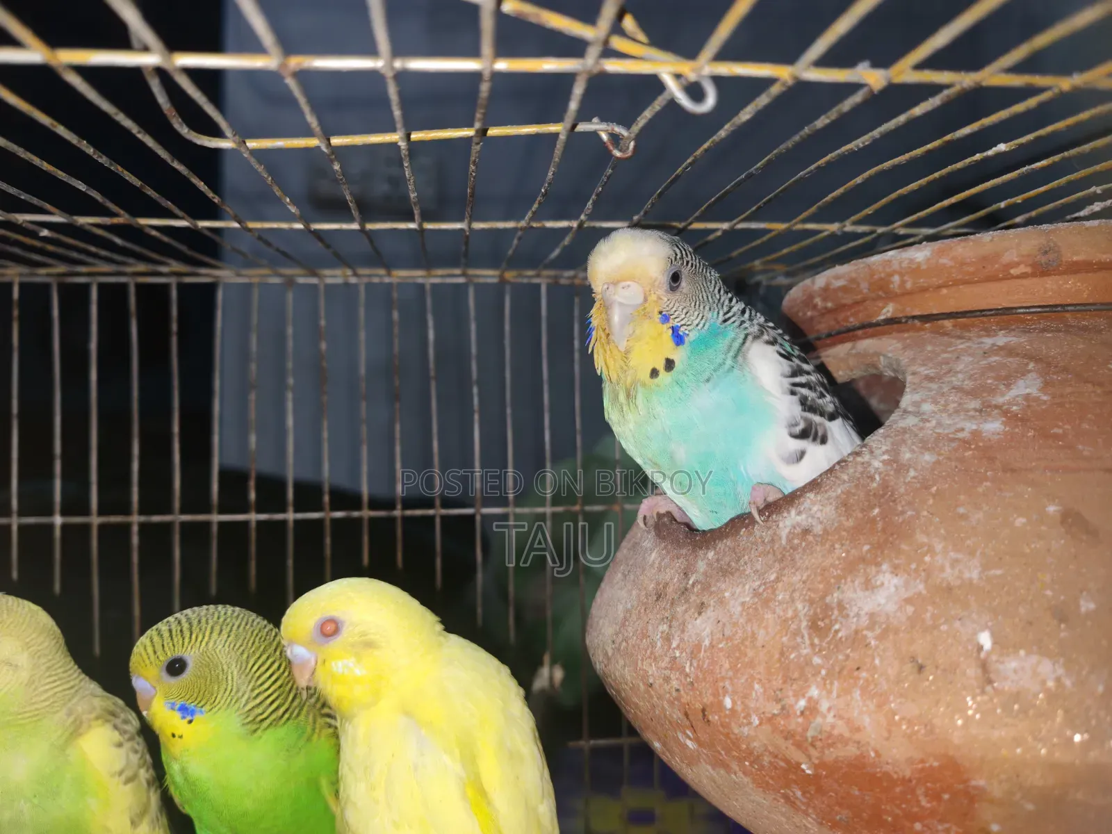 Budgerigar Bird