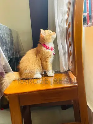 6-12 Months Female Purebred Persian