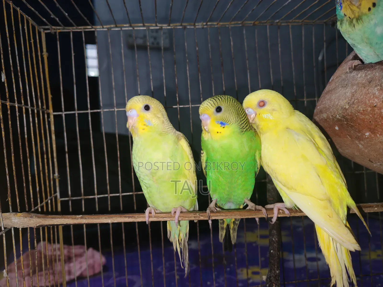 Budgerigar Bird