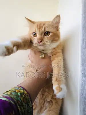 6-12 Months Female Purebred Persian