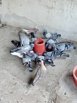 Racer pigeon