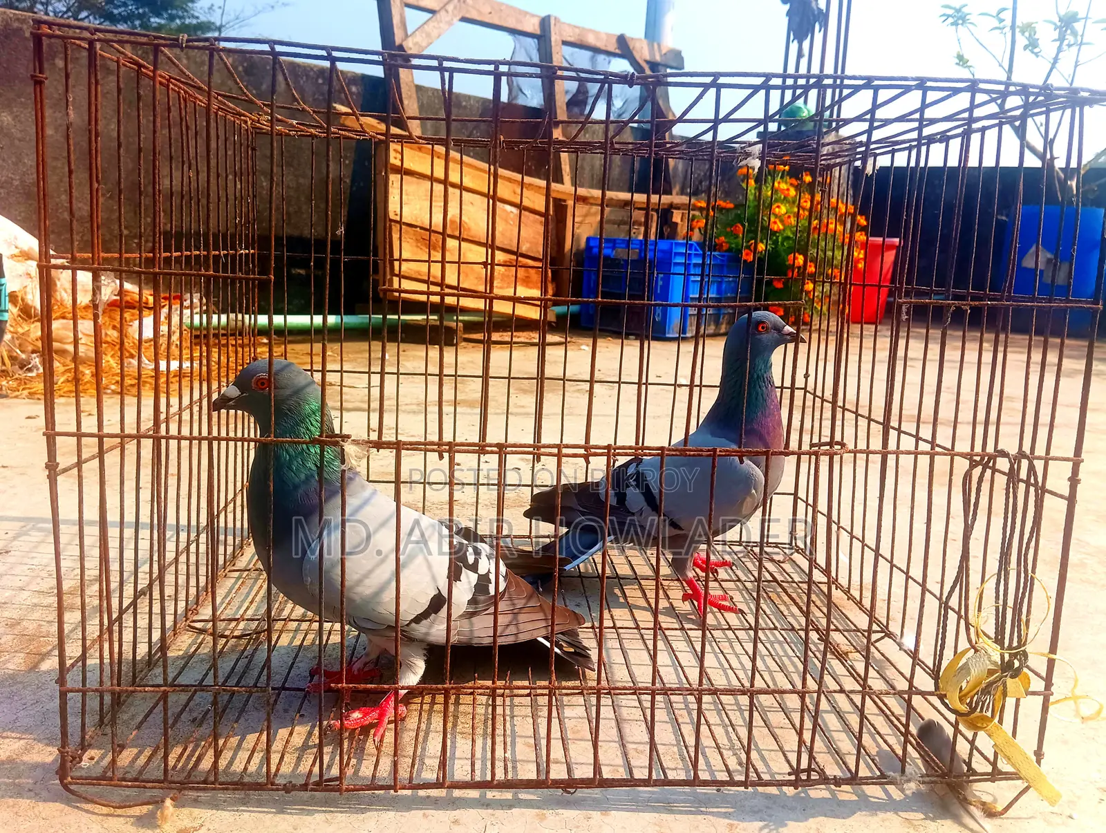 Racer pigeon