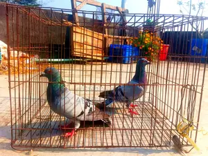 Racer pigeon