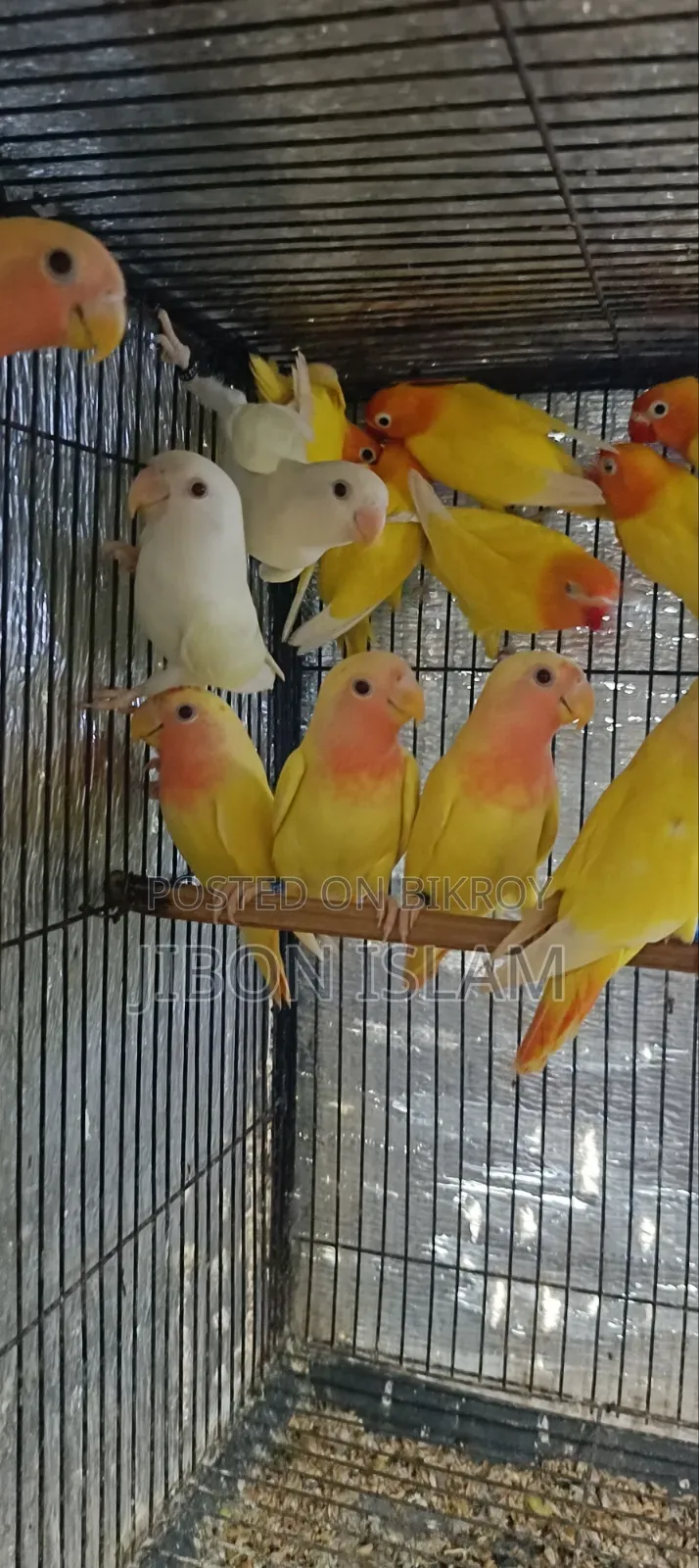 ইয়েলো ফিশার আর রেড হেট অফলাইন লাভ বার্ড