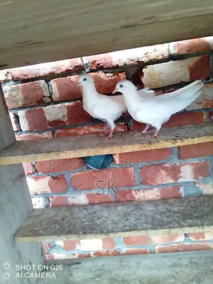 Patty Wala Baby Sale
