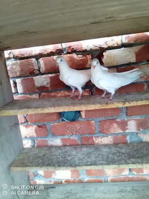 Patty Wala Baby Sale