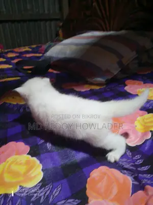 ৬-১২ মাসের ফিমেল মিক্সড ব্রিড পার্সিয়ান