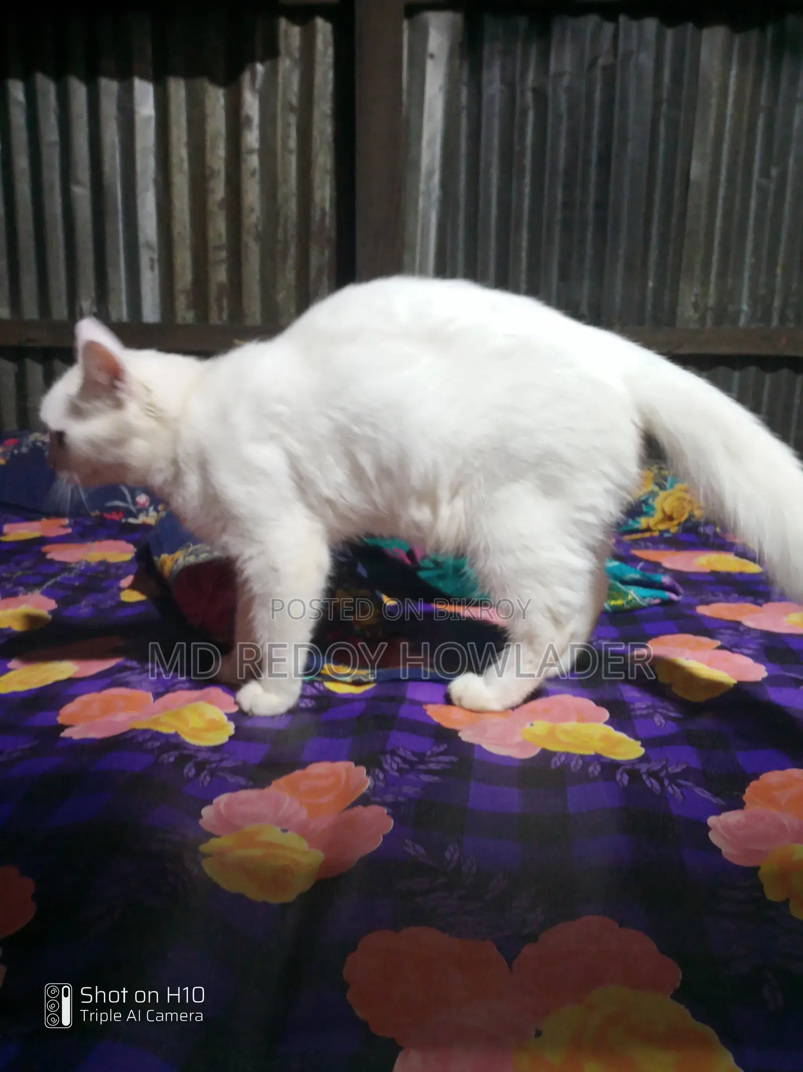 6-12 Months Female Mixed Breed Persian