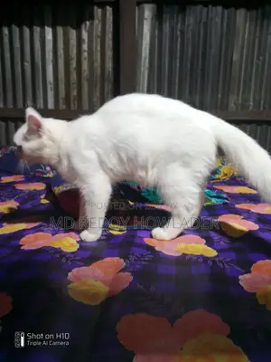 6-12 Months Female Mixed Breed Persian