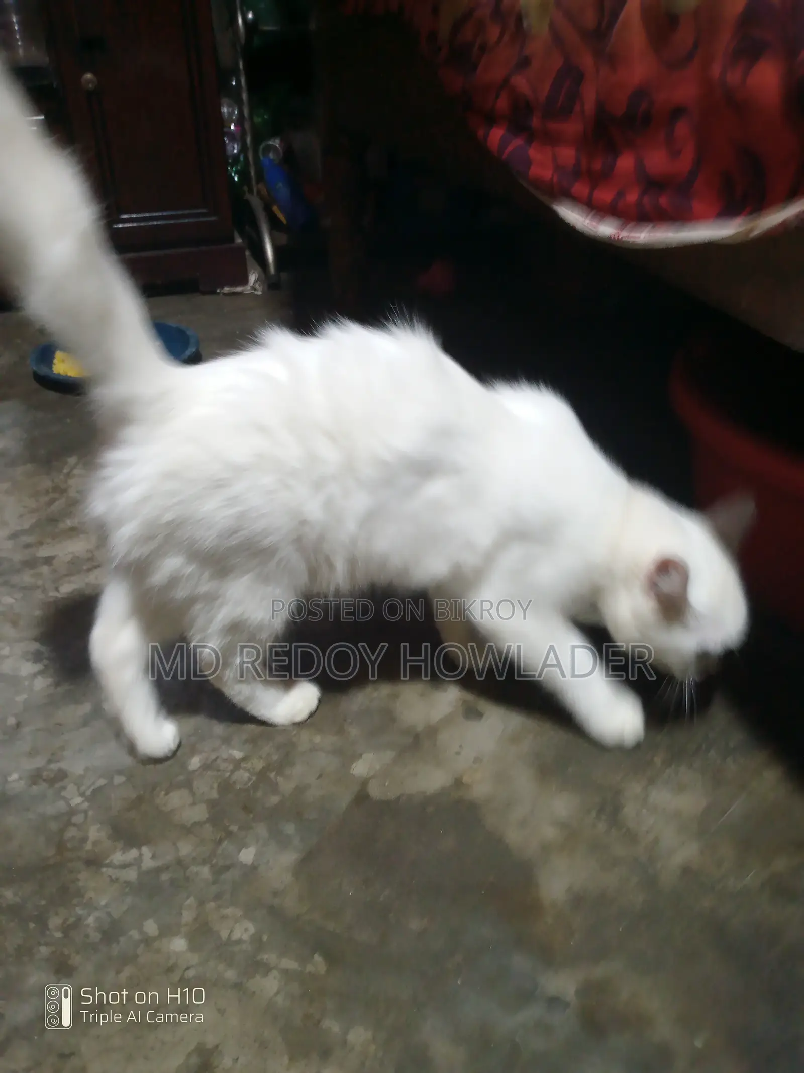 6-12 Months Female Mixed Breed Persian