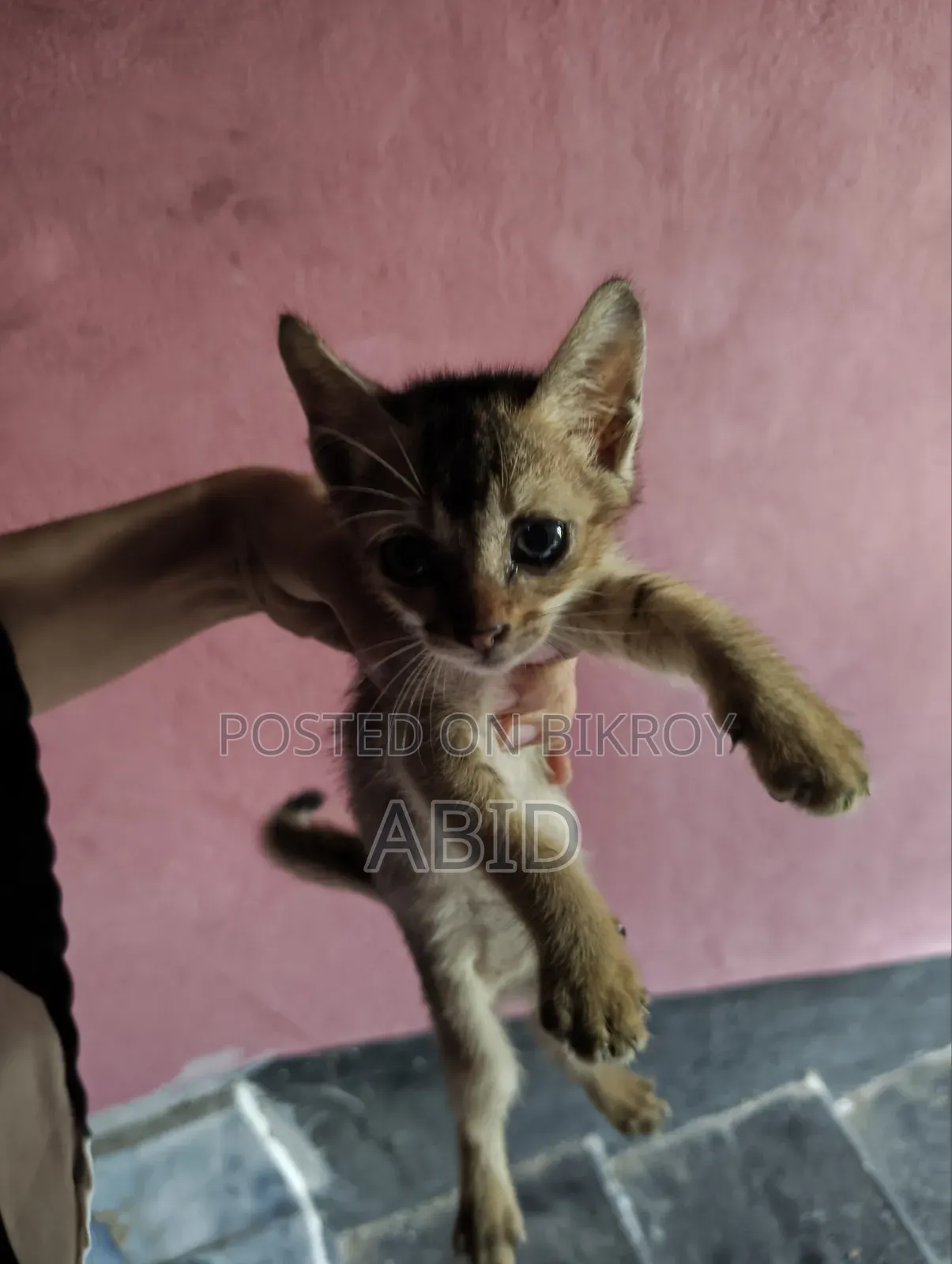 ১-৩ মাস বয়সী পুরুষ খাঁটি জাতের বেঙ্গল