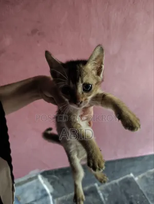 ১-৩ মাস বয়সী পুরুষ খাঁটি জাতের বেঙ্গল