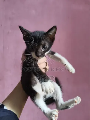 ১-৩ মাস বয়সী পুরুষ খাঁটি জাতের বেঙ্গল