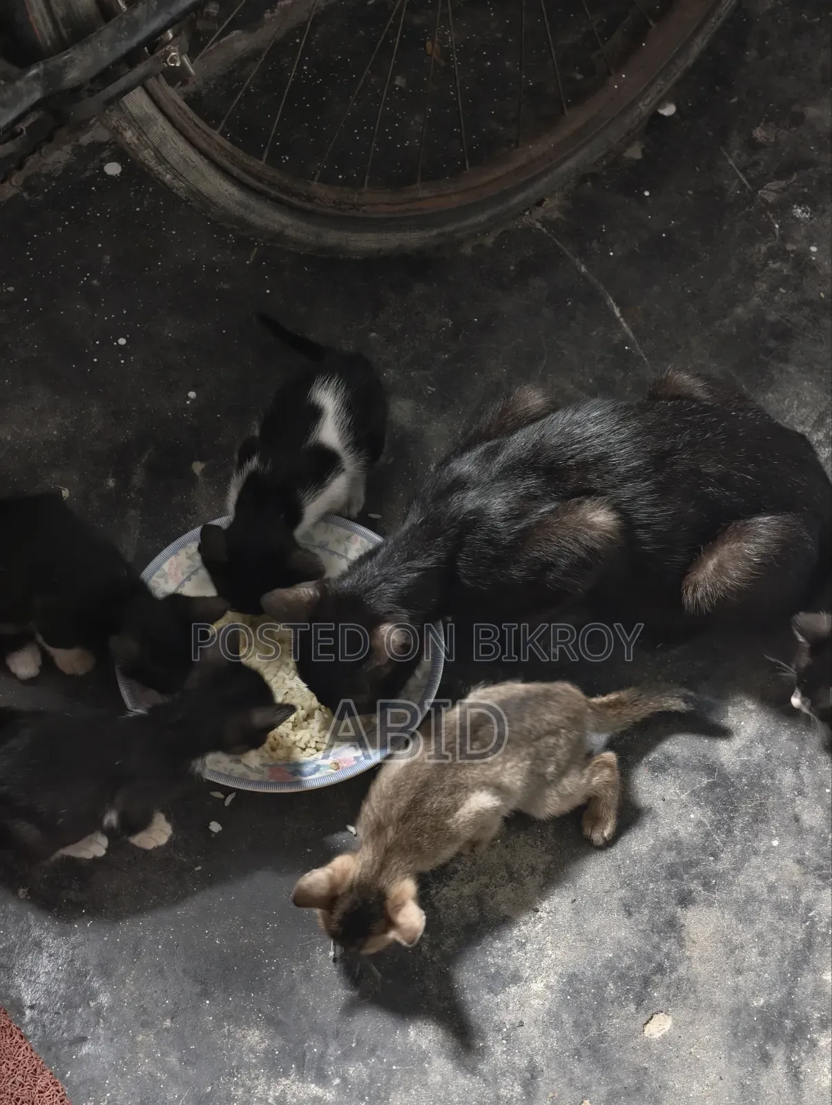 ১-৩ মাস বয়সী পুরুষ খাঁটি জাতের বেঙ্গল