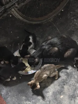 ১-৩ মাস বয়সী পুরুষ খাঁটি জাতের বেঙ্গল