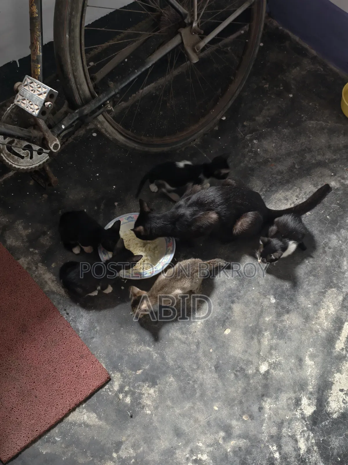 ১-৩ মাস বয়সী পুরুষ খাঁটি জাতের বেঙ্গল