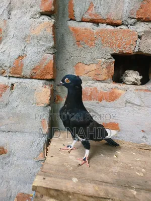Rajshahi Giribaz