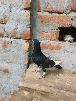 Rajshahi Giribaz