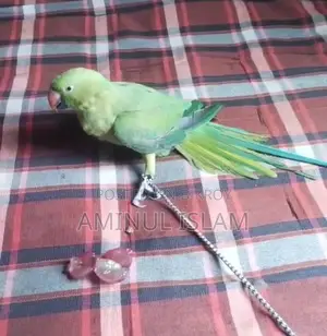 Parrot (Hand-tamed)