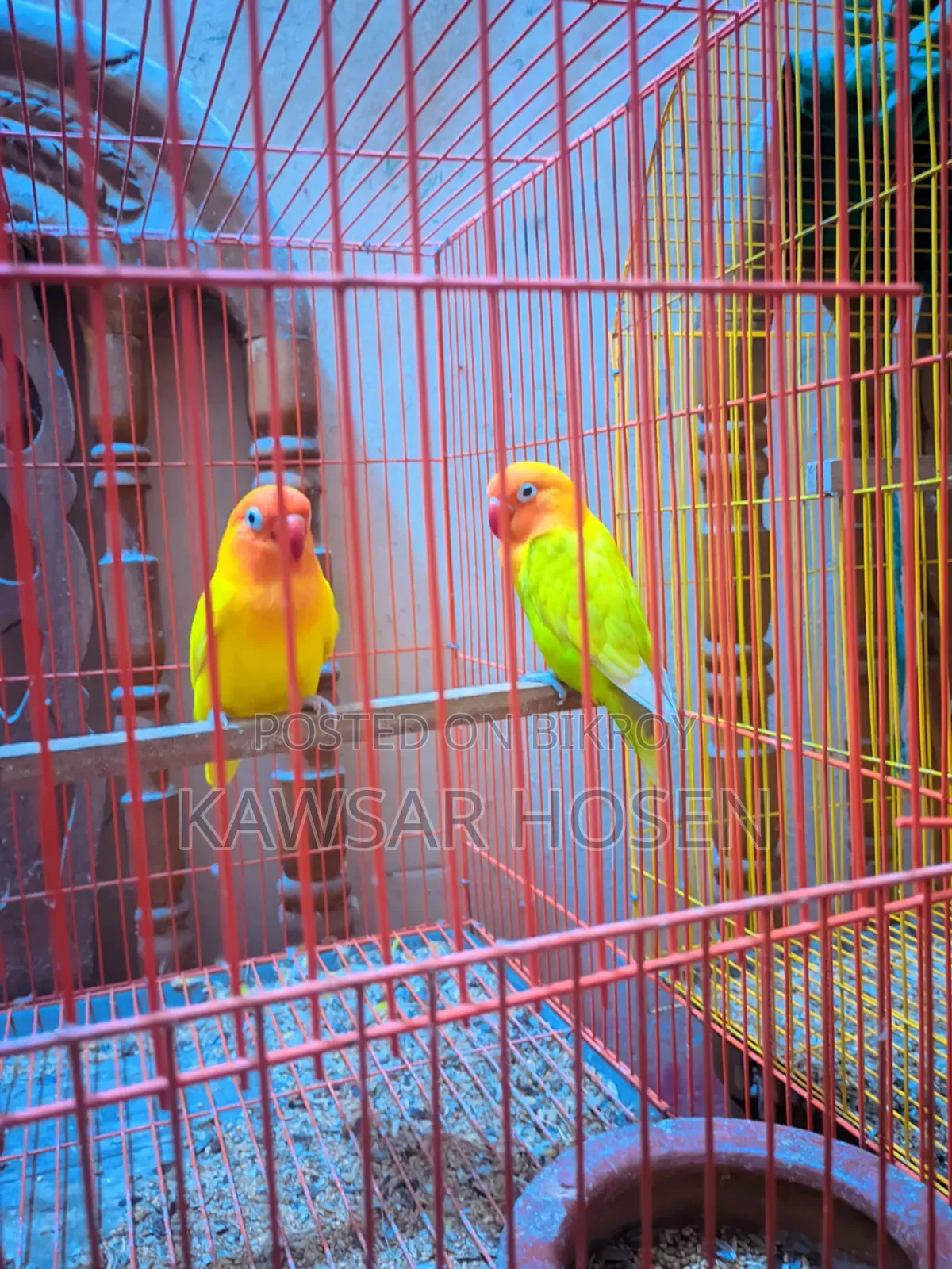 1 Pair Love Bird