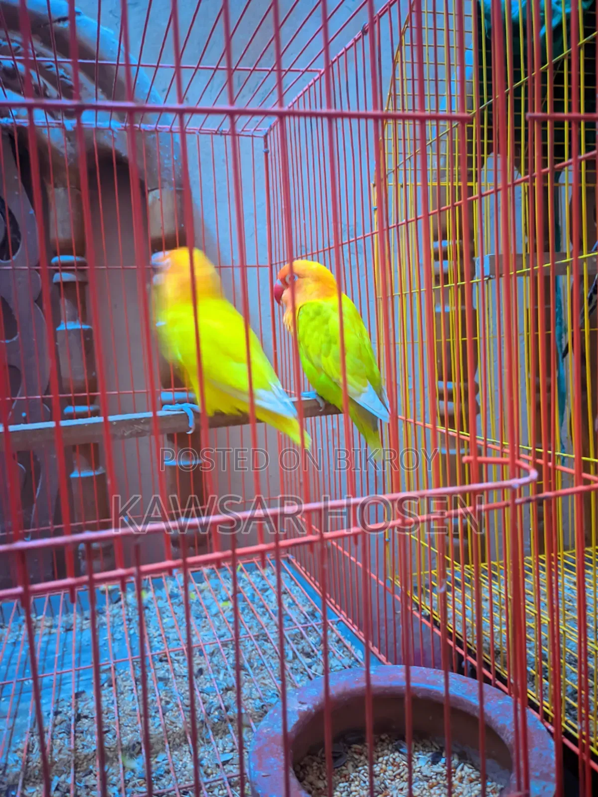 1 Pair Love Bird