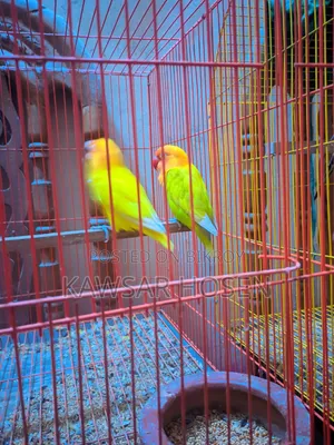 1 Pair Love Bird
