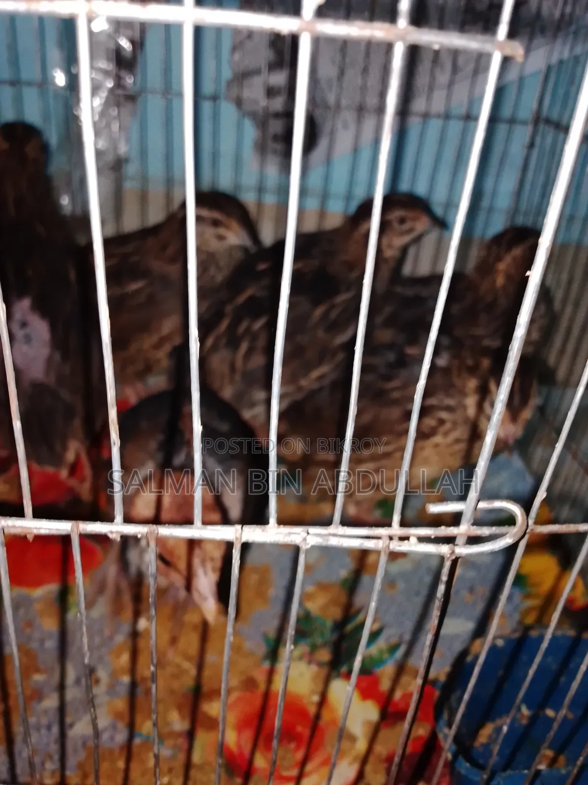 Running Quail Bird