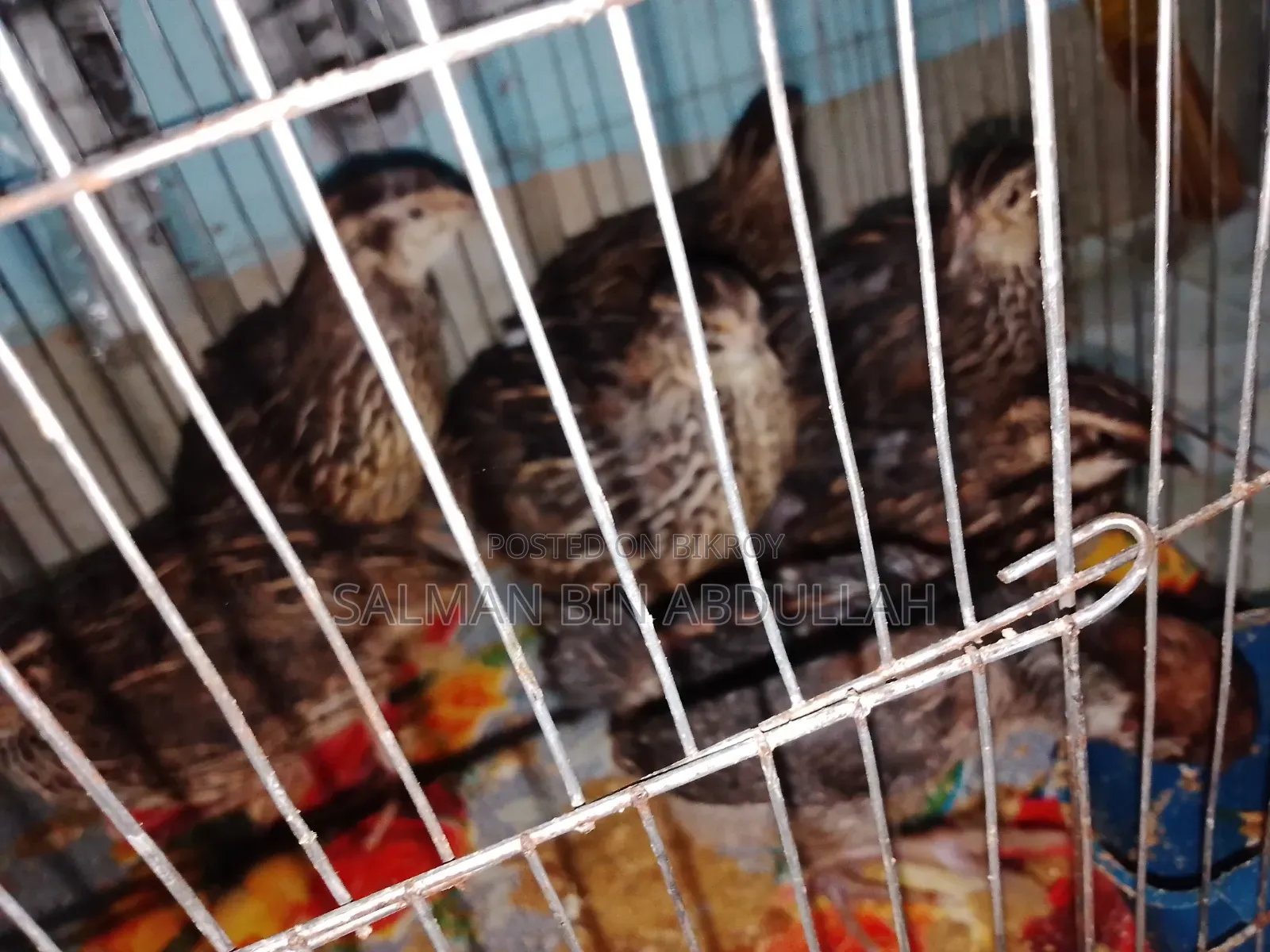 Running Quail Bird