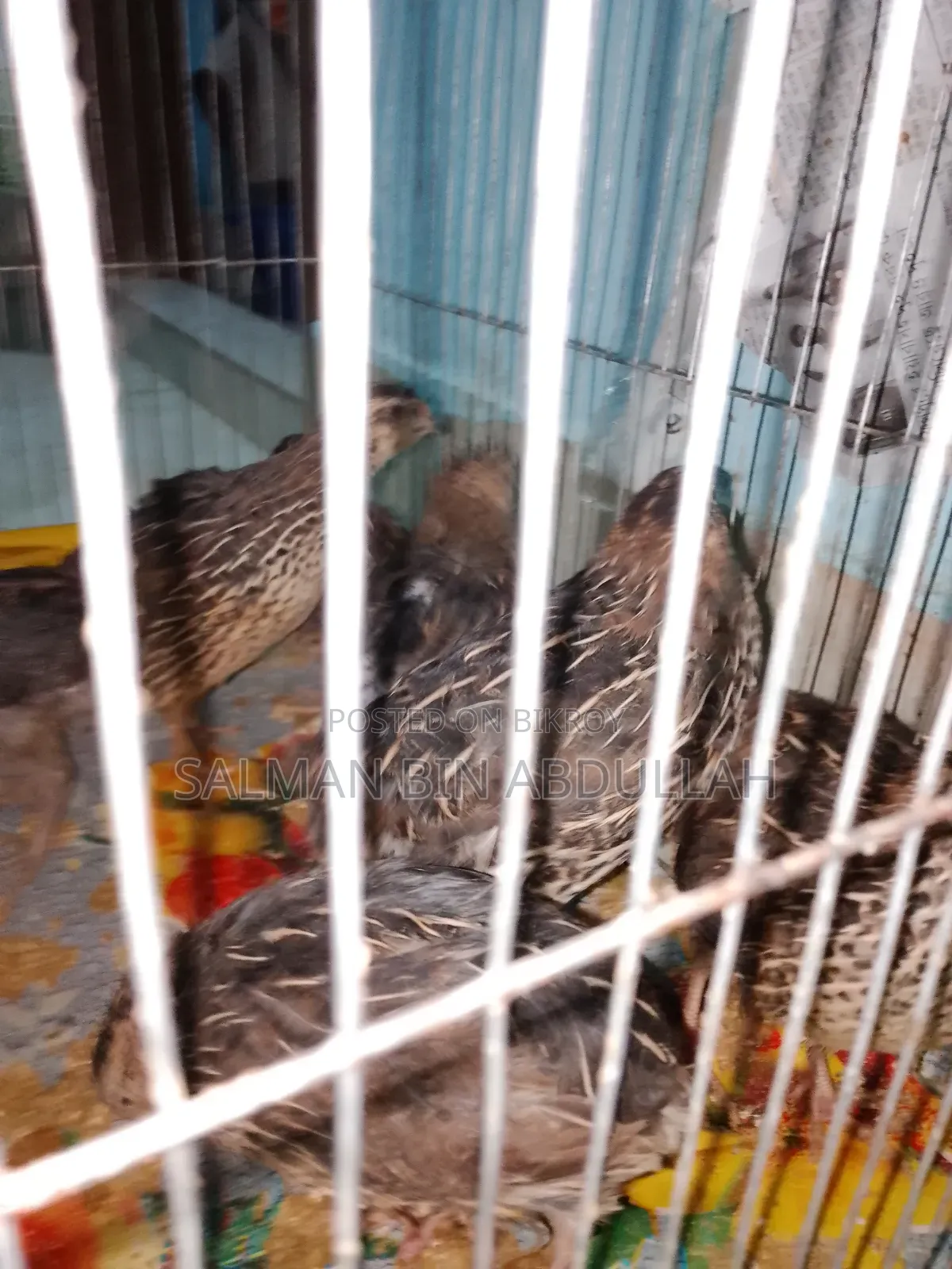 Running Quail Bird