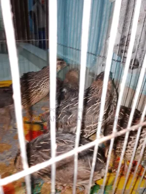 Running Quail Bird