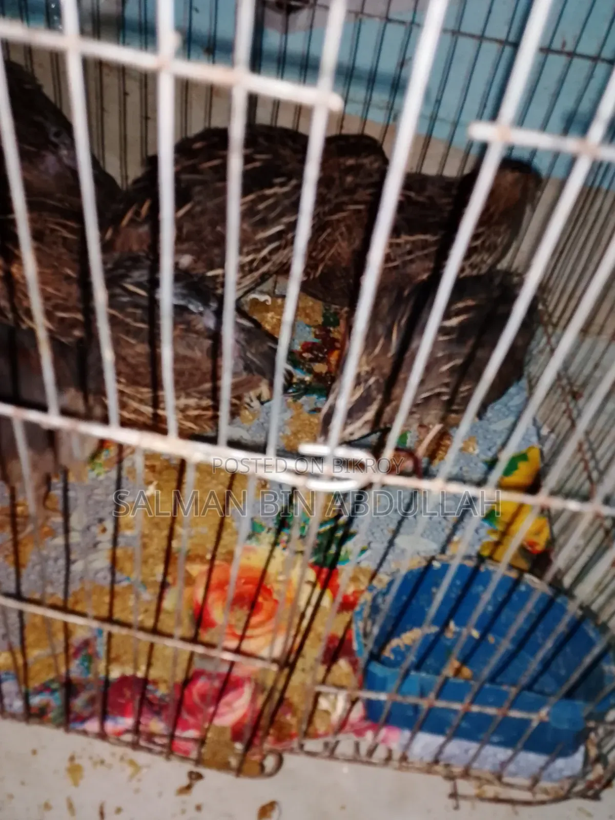 Running Quail Bird