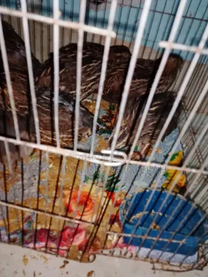 Running Quail Bird