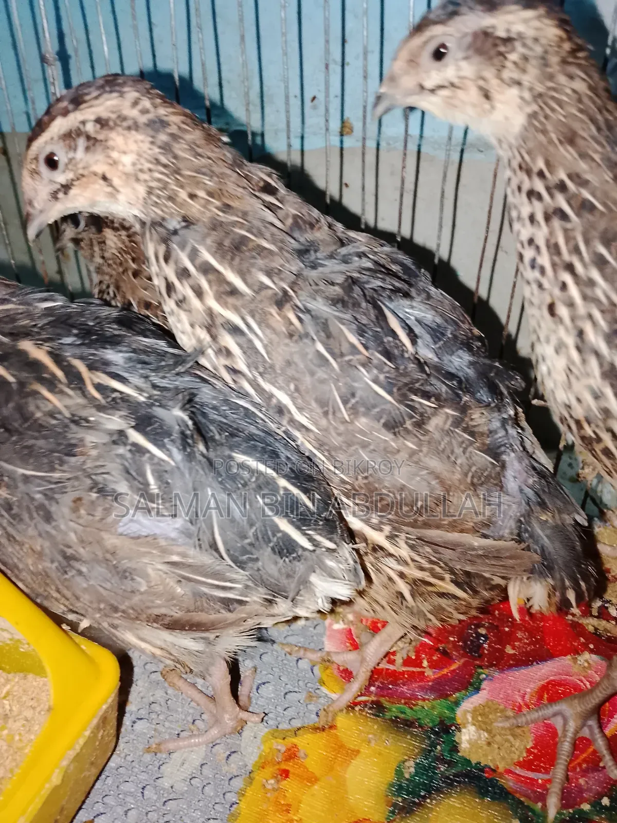 Running Quail Bird